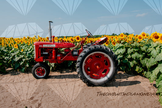 Tractor And Sunflowers