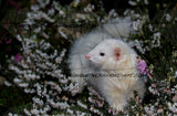 White Ferret